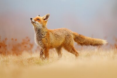 Fotobehang Een rode vos staat in droog gras