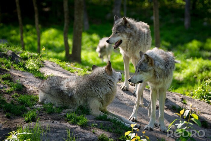 Fotobehang Een roedel grijze wolven