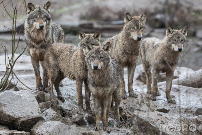 Fotobehang Een roedel wolven op de rotsen