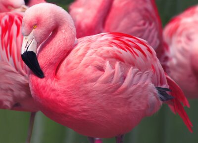 Een roze flamingo van dichtbij gezien