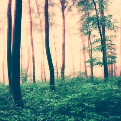 Fotobehang Een sepia-getint boslandschap met groene ondergroei en boomtoppen.