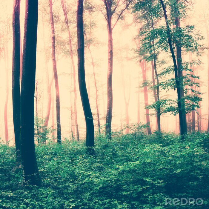 Fotobehang Een sepia-getint boslandschap met groene ondergroei en boomtoppen.
