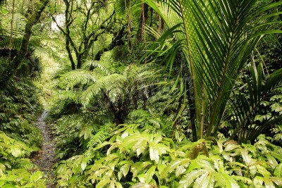 Fotobehang Een smal pad door de jungle