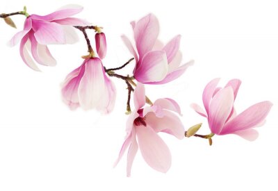 Fotobehang Een tak van een bloeiende roze magnolia