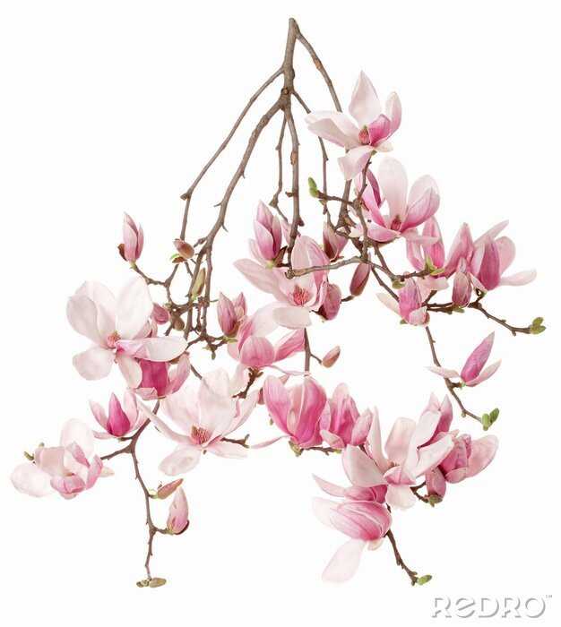 Fotobehang Een tak vol bloeiende magnolia's