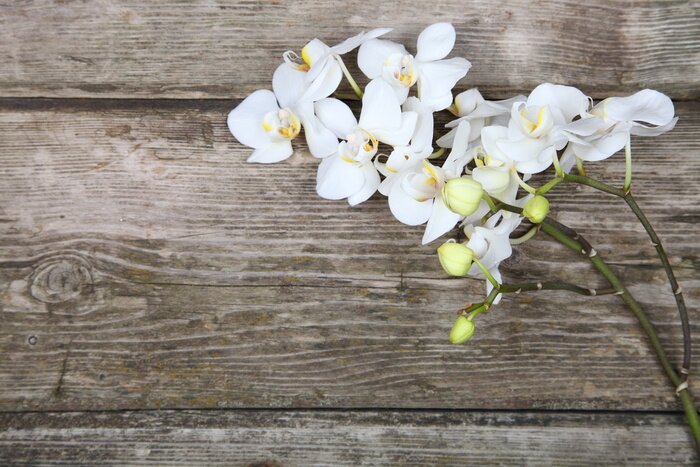 Fotobehang Een takje witte orchidee op de planken