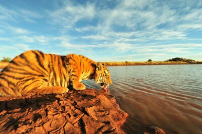Een tijger die uit de rivier drinkt