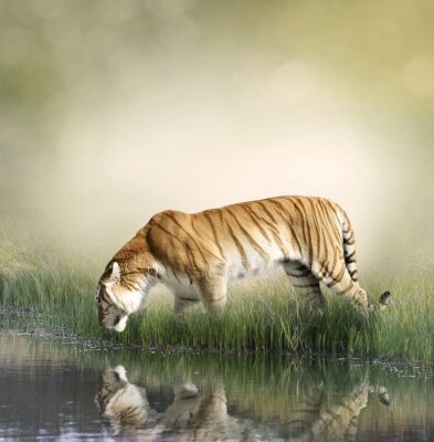 Een tijger drinkt water uit een vijver