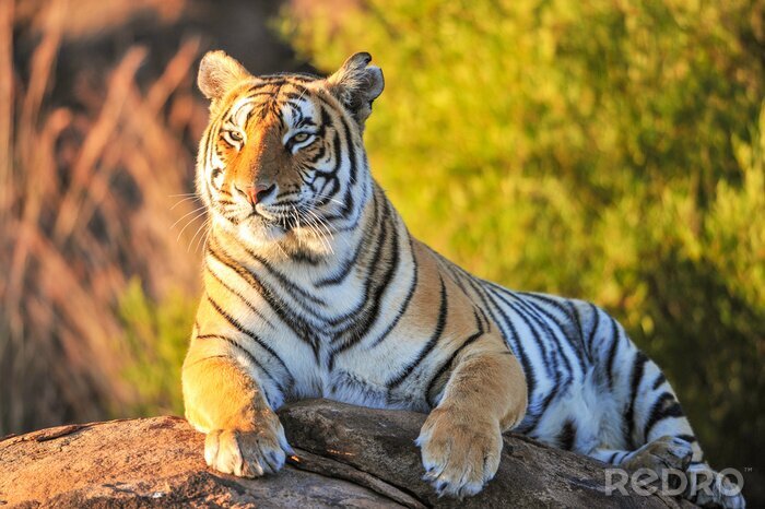 Fotobehang Een tijger in de jungle op een steen