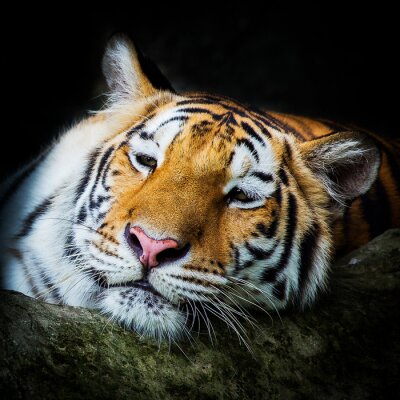 Een tijger leunend op een stam terwijl hij rust