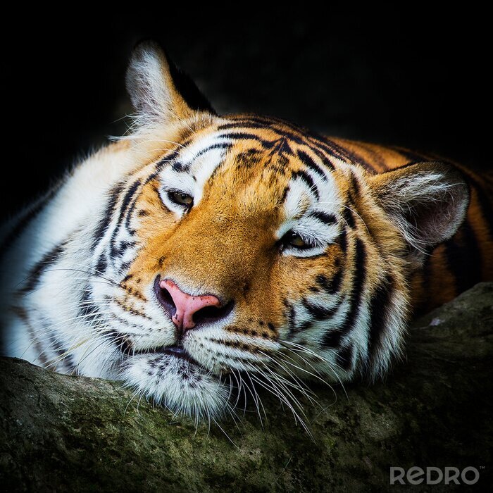 Fotobehang Een tijger leunend op een stam terwijl hij rust