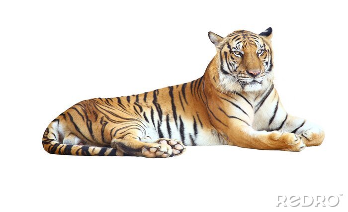 Fotobehang Een tijger met een dreigende uitdrukking en zwarte strepen