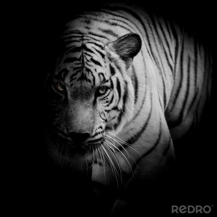 Fotobehang Een tijger met heldere ogen verborgen in de schaduw