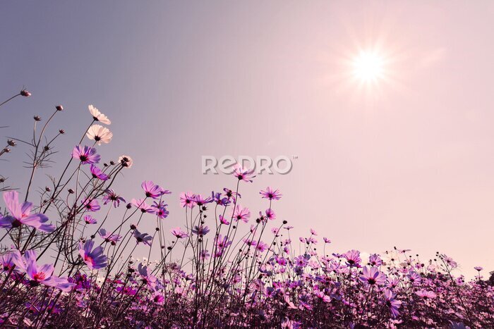 Fotobehang Een tuin met paarse bloemen