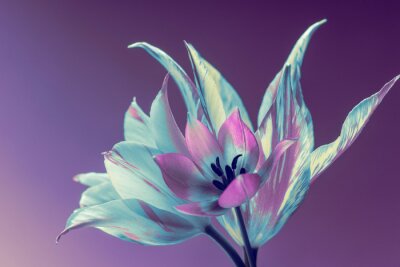 Een tulpenhoofd in bloei