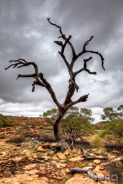 Fotobehang Een uitgedroogde boom