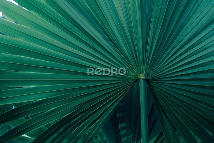 Fotobehang Een uitspreidend blad van een exotische palmboom