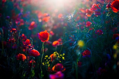 Fotobehang Een veld klaprozen bij zonsondergang