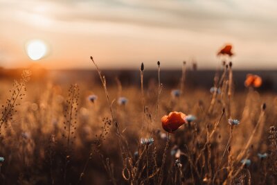 Fotobehang Een veld klaprozen bij zonsondergang