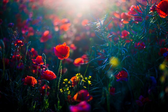 Fotobehang Een veld klaprozen bij zonsondergang