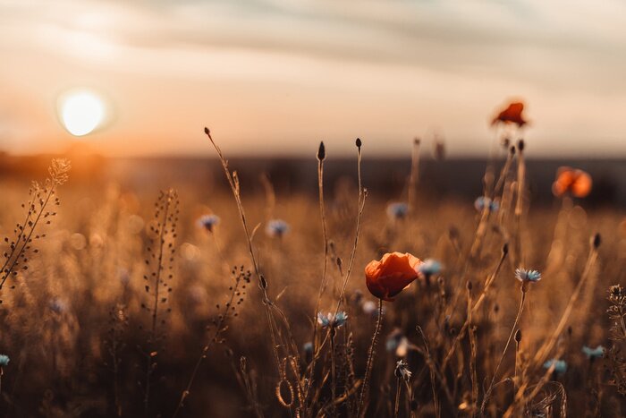 Fotobehang Een veld klaprozen bij zonsondergang