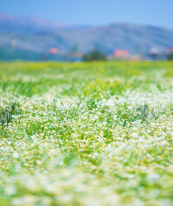 Fotobehang Een veld madeliefjes tegen een achtergrond van bergen