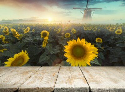 Fotobehang Een veld met zonnebloemen en een oude windmolen