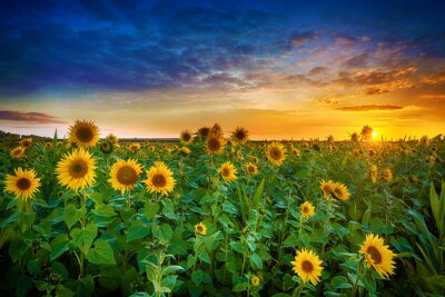 Een veld met zonnebloemen in de avond