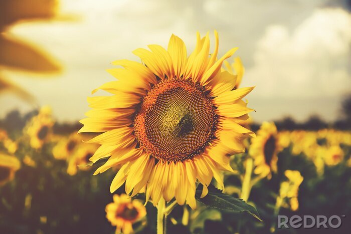 Fotobehang Een veld met zonnebloemen in een retro tint