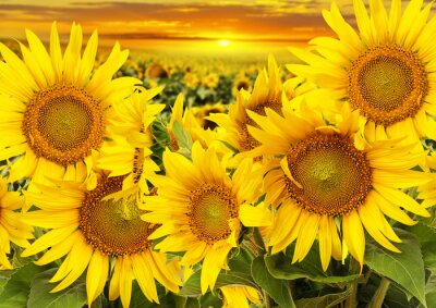 Een veld met zonnebloemen tegen de achtergrond van een zonsondergang