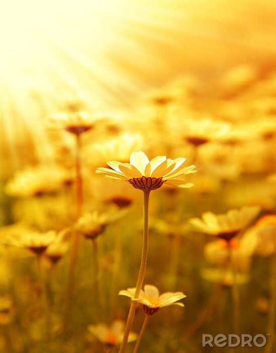 Fotobehang Een veld vol bloemen in de zon