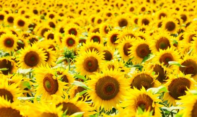 Fotobehang Een veld vol zonnebloemen