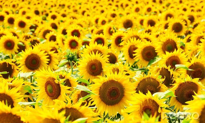 Fotobehang Een veld vol zonnebloemen