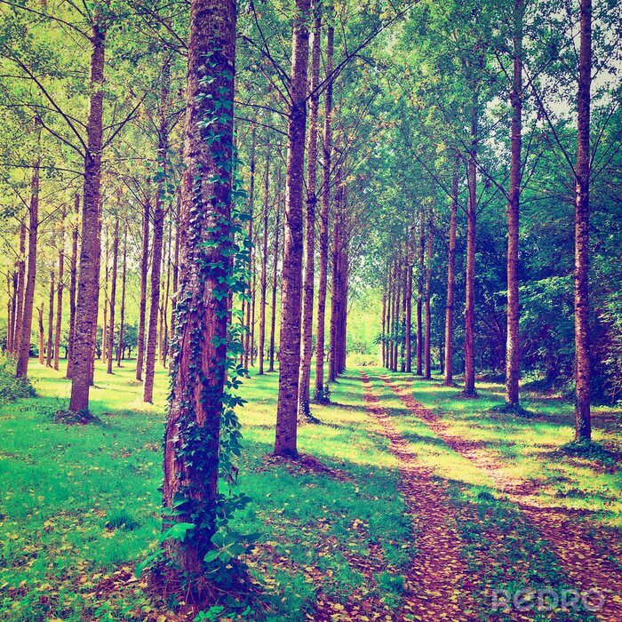 Fotobehang Een veldweg tussen de bomen