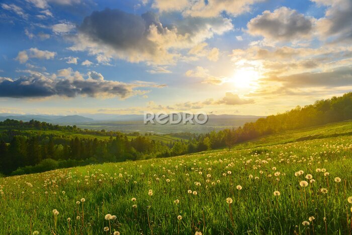 Fotobehang Een veldweide met paardenbloemen
