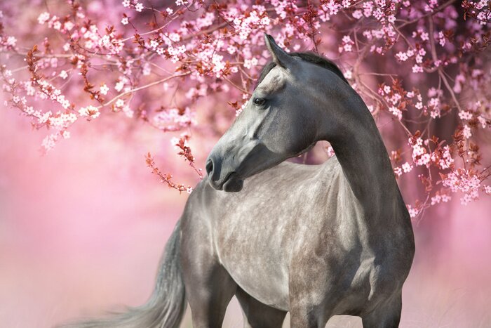 Fotobehang Een veulen bij een bloeiende kersenboom