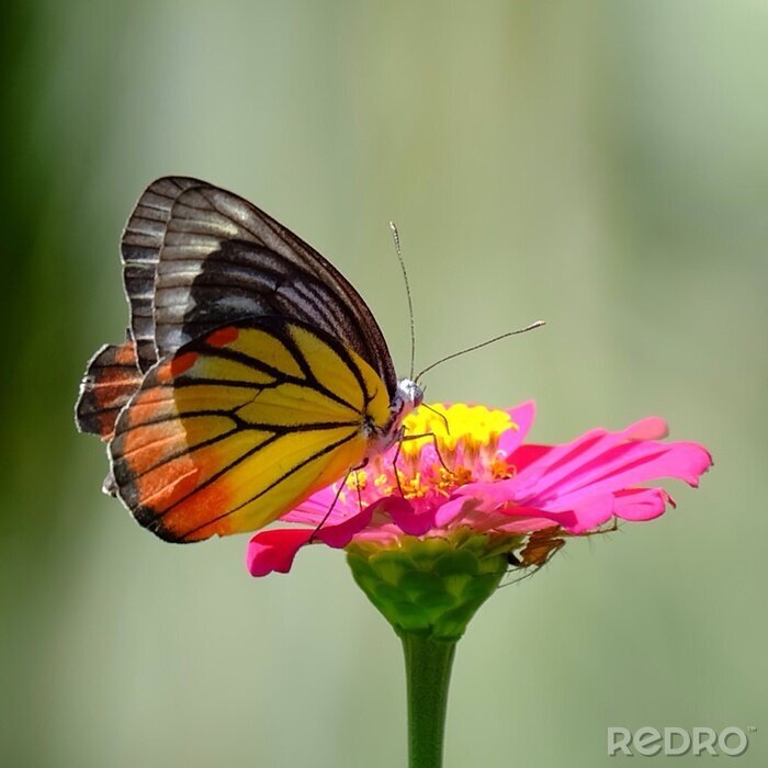 Fotobehang Een vlinder zittend op een bloem