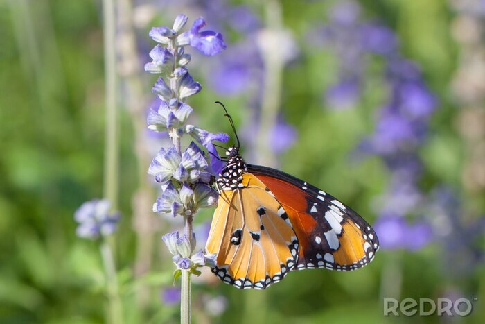 Fotobehang Een vlinder zittend op een paarse bloem
