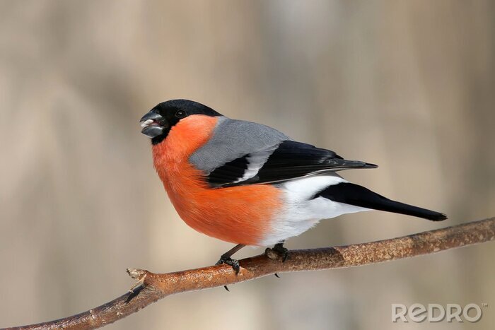 Fotobehang Een vogel met een oranje buik