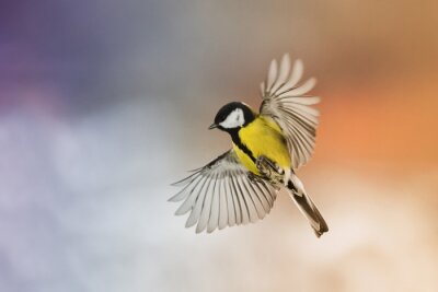 Fotobehang Een vogel met gespreide vleugels tegen de achtergrond van de ondergaande zon