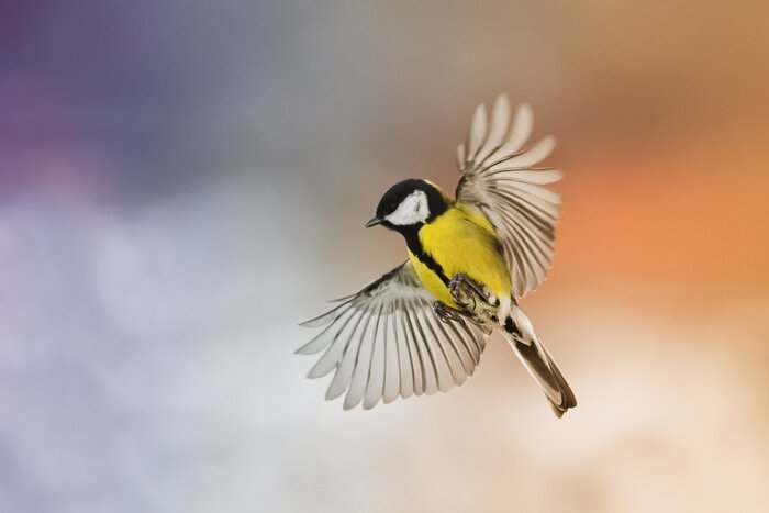 Fotobehang Een vogel met gespreide vleugels tegen de achtergrond van de ondergaande zon