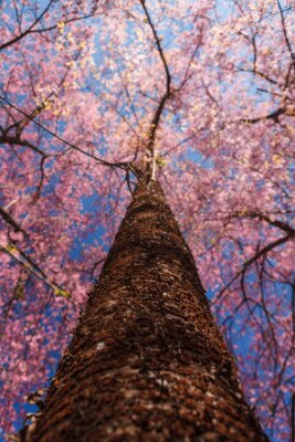 Fotobehang Een volledige bloeiende kersenboom werd gefotografeerd fromvery lage hoek op een heldere blauwe lucht dag