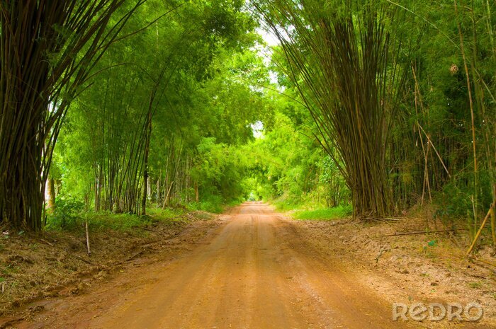 Fotobehang Een weg door een bamboebos