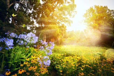 Fotobehang Een wilde bloemenweide in de zon