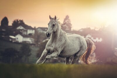 Fotobehang Een wit paard galoppeert in een weide bij zonsondergang