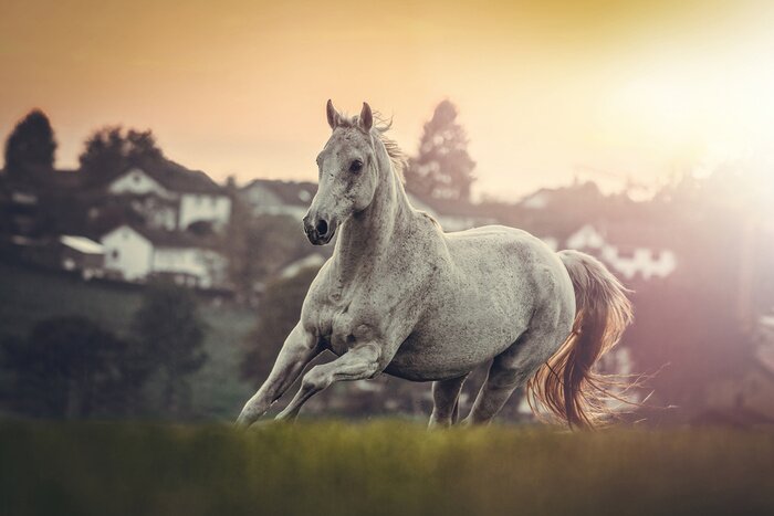 Fotobehang Een wit paard galoppeert in een weide bij zonsondergang