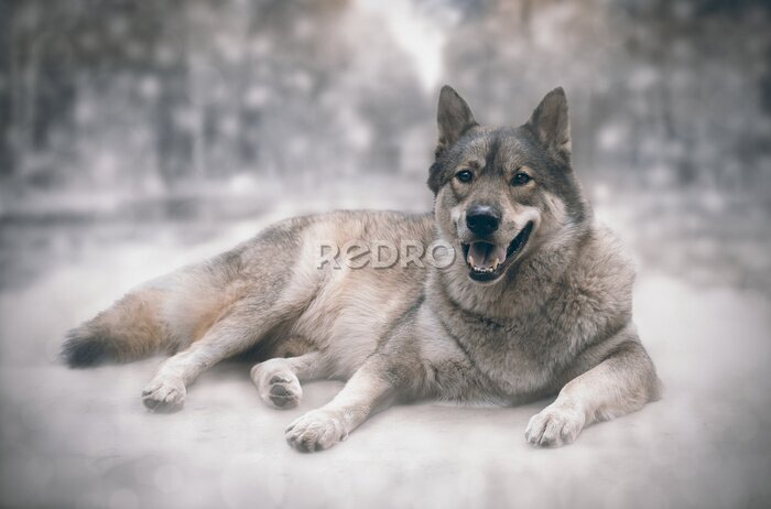 Fotobehang Een wolf die in de sneeuw ligt