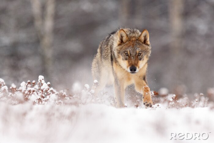 Fotobehang Een wolf die in de sneeuw loopt