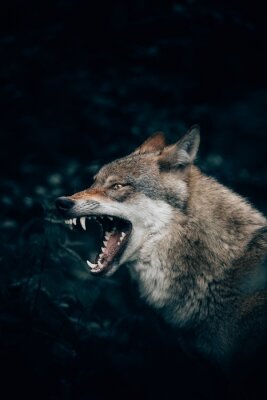 Een wolf die zijn tanden ontbloot
