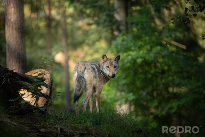 Fotobehang Een wolf in zijn natuurlijke habitat